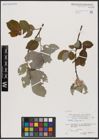 Foto von Salix caprea L.